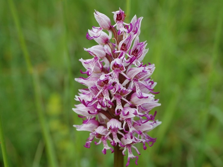 Singe orchis