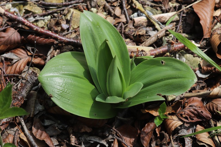 Cultiver une orchidée