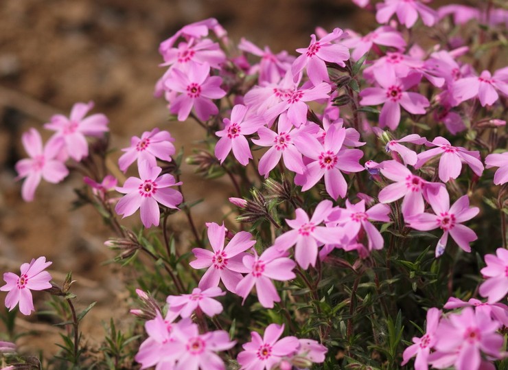 Phlox subulate