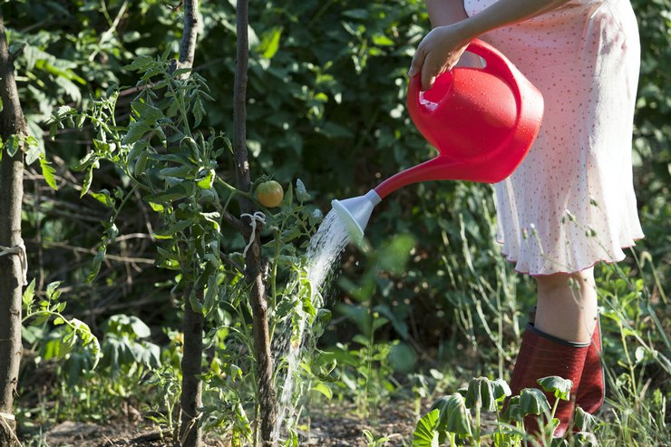 Arroser et nourrir une tomate