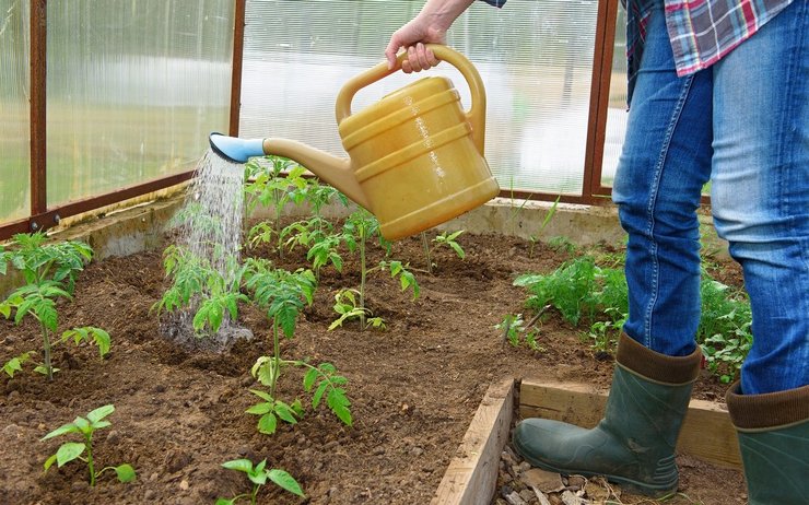 Top vinaigrette de plants de tomates