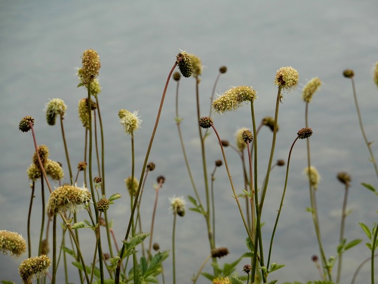 Burnet alpin