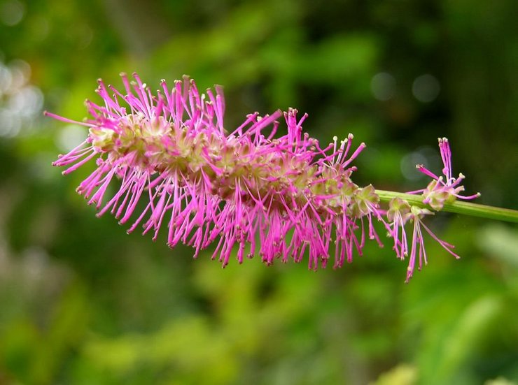 Burnet: description de la plante