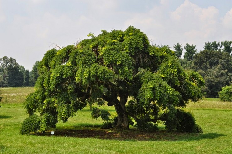 Sophora japonais