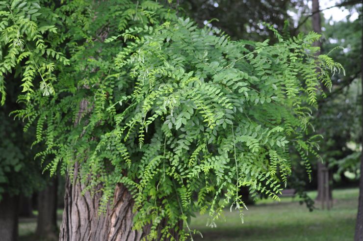 Description de Sophora en japonais