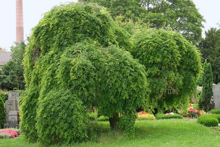 Plantation de Sophora