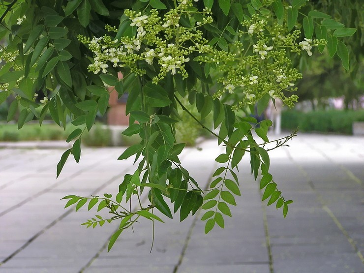 Propriétés de Sophora