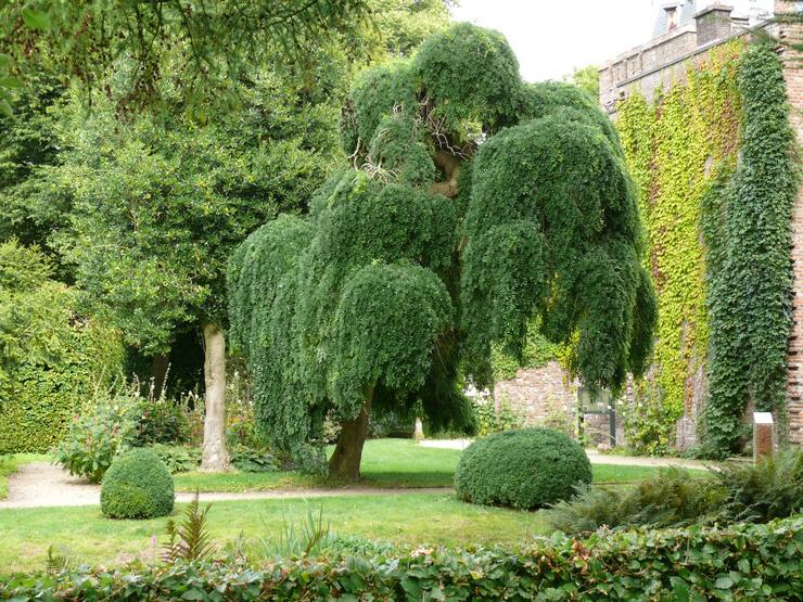 Soins Sophora japonica