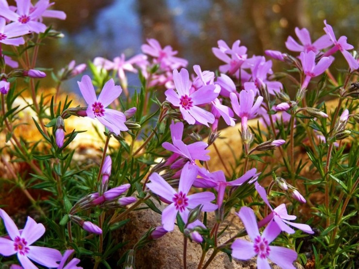 Maladies du phlox styloïde