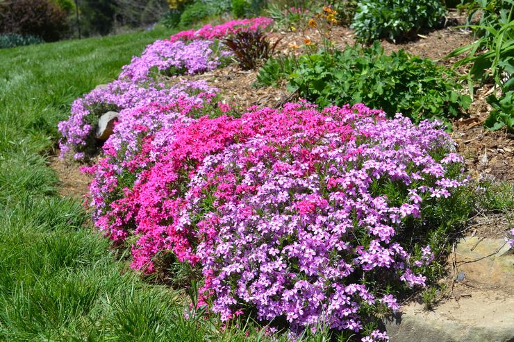 Description de Phlox Subulate