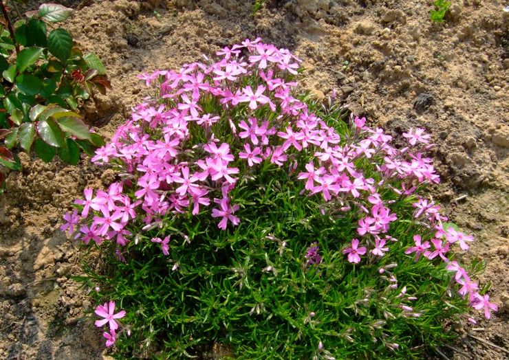 Plantation de phlox subulate