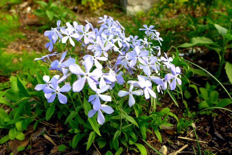 Reproduction du phlox subulate