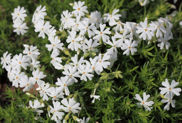 Les variétés Phlox subulent