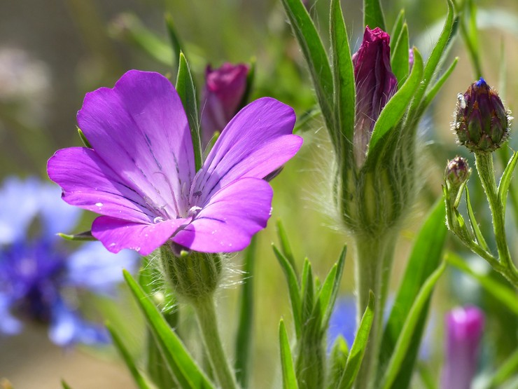 Poupée: description de la plante