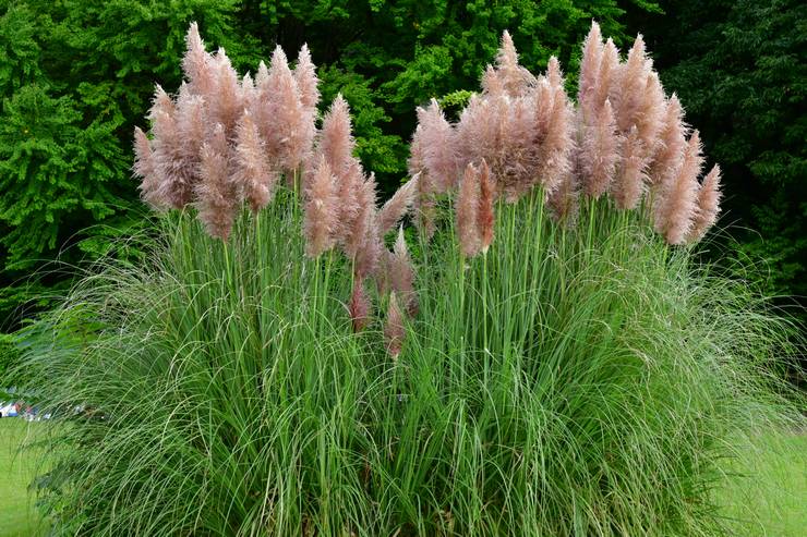 Cortaderia violoncelle ou herbe de la pampa