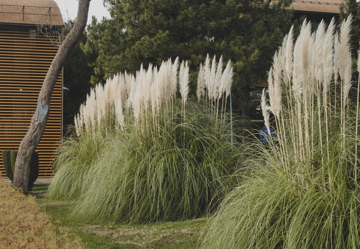 Planter et entretenir la cortaderia