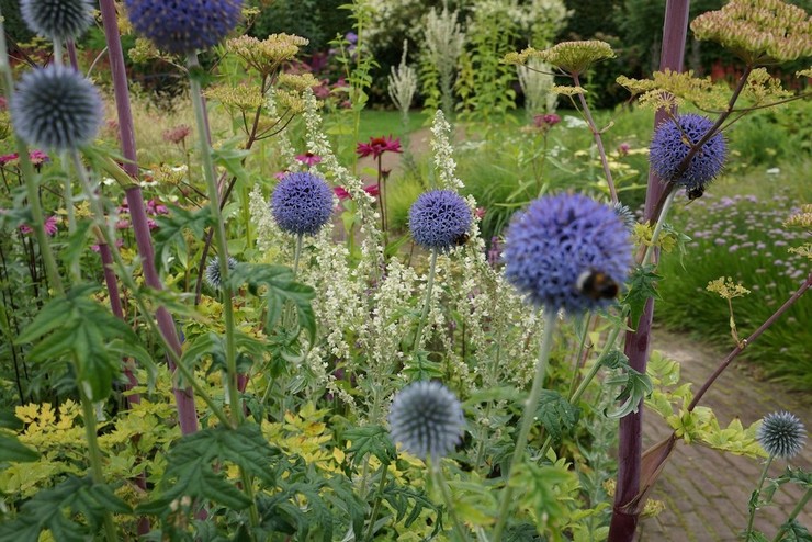 Mordovnik dans le jardin