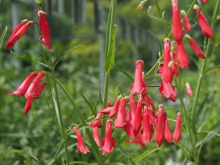 Penstemon le barbu