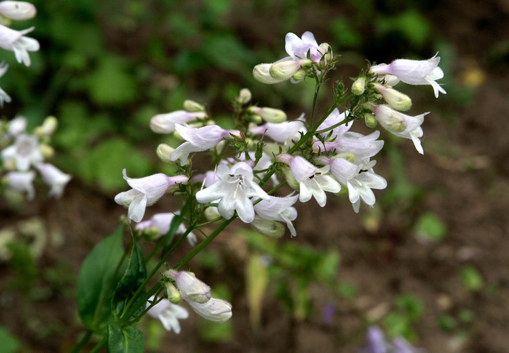 Penstemon de la digitale