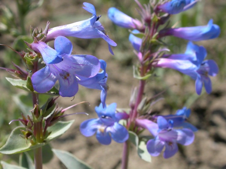 Penstemon brillant