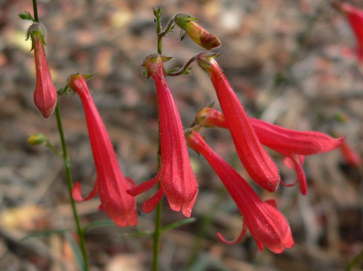 Description de Penstemon