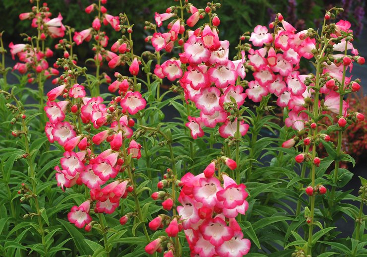 Penstemon