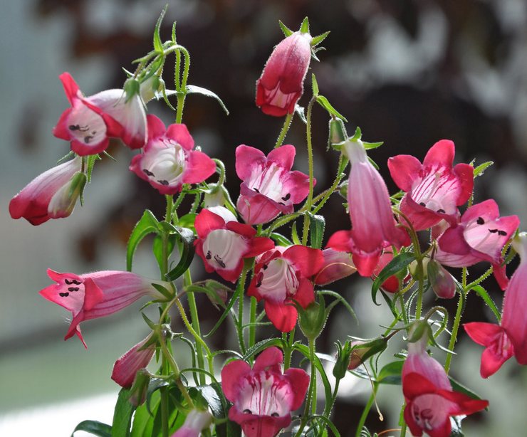 Planter et entretenir le penstemon