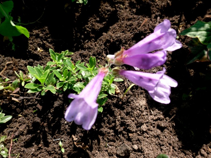 Penstemon en croissance