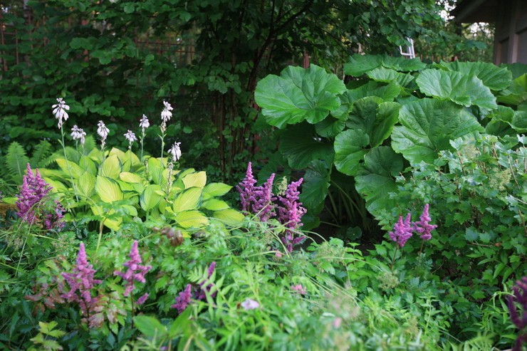 Butterbur dans la conception de paysage