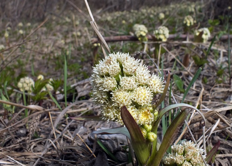 Butterbur faux