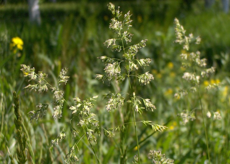 Pâturin Angustifolia