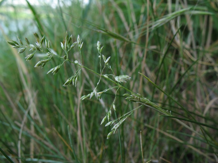 Pâturin des steppes