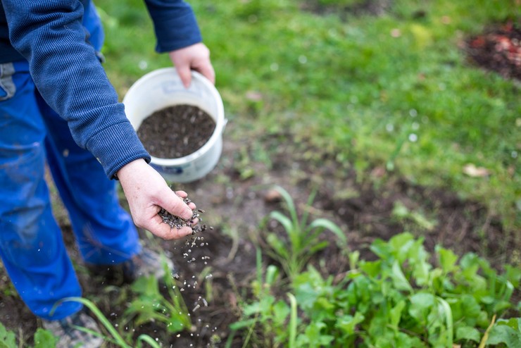 Comment et quoi nourrir les plants de tomates