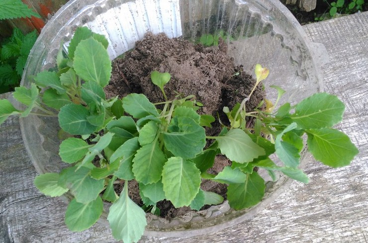 Pourquoi la mouche du chou est-elle dangereuse pour les plants de chou?