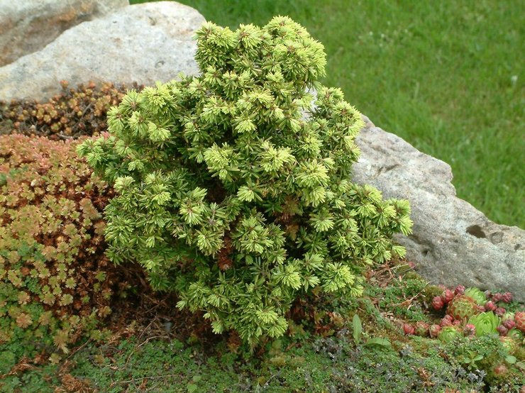 Planter et entretenir une pruche