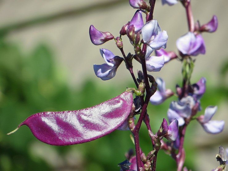 Guirlande violette