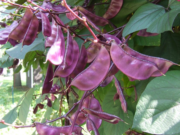 Cascade de lilas