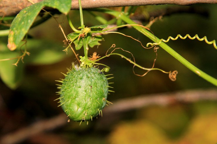 Description de la plante échinocystis