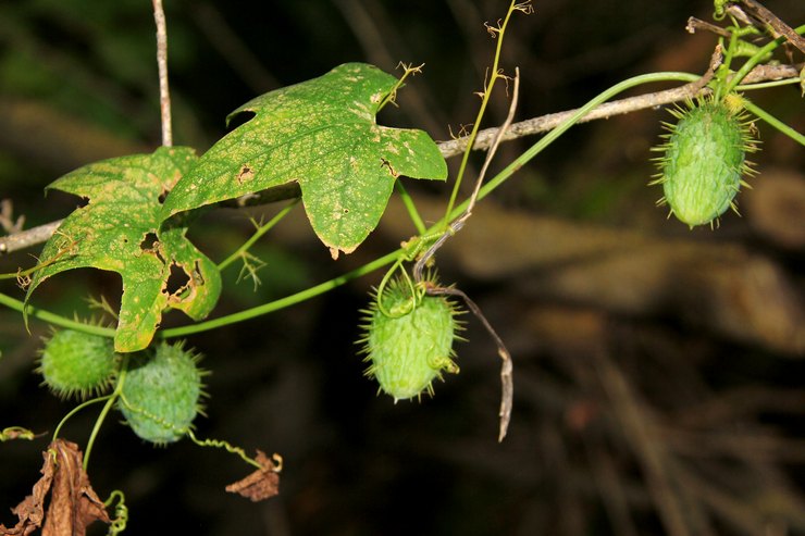 Echinocystis