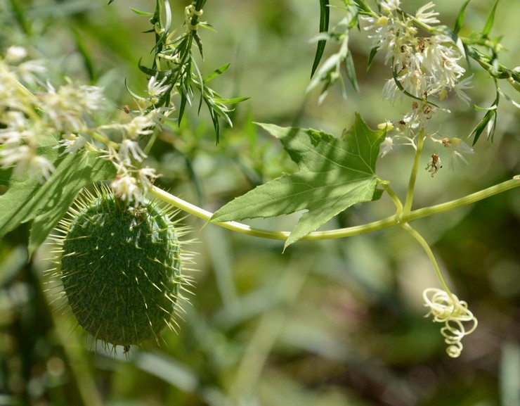 Soin Echinocystis