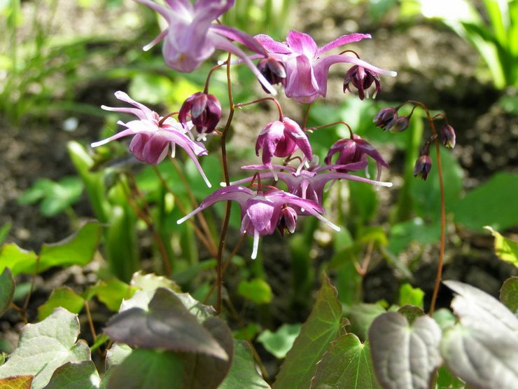 Herbe de chèvre cornée chinoise