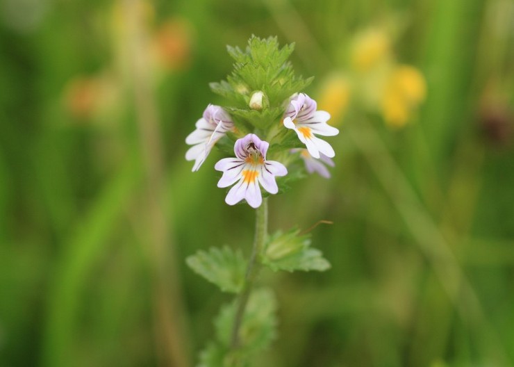 Description de la plante eyebright