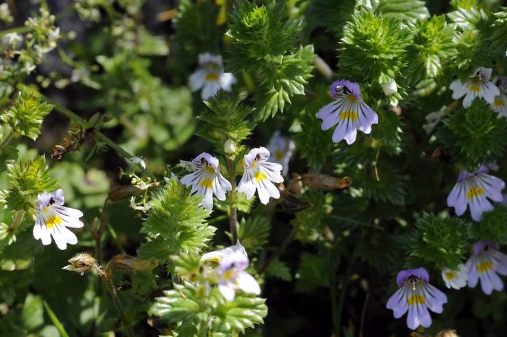 Eyebright médicinal