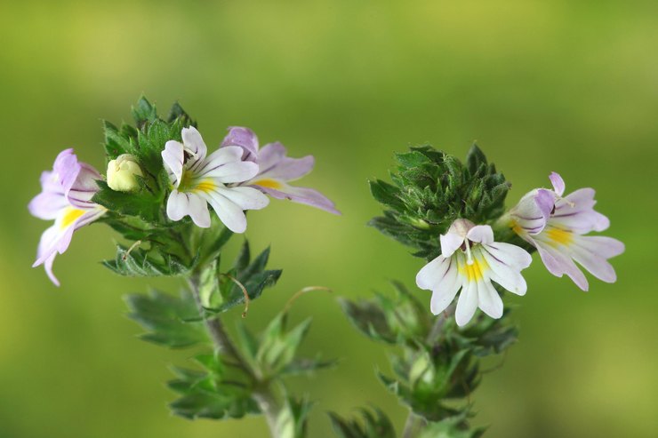 Eyebright droit