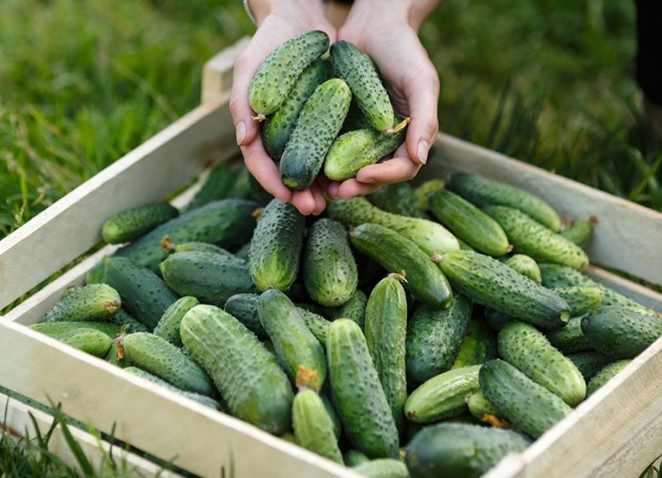 Variétés de concombre Gherkin