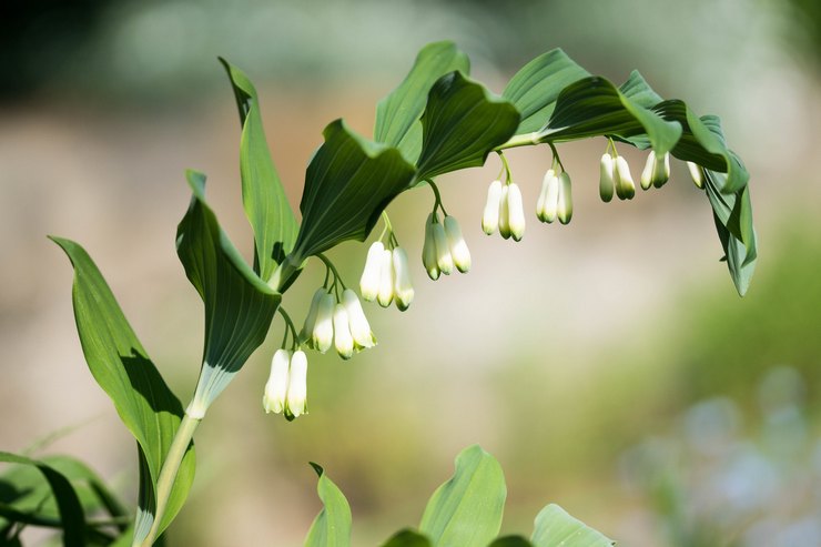 Description de la plante achetée