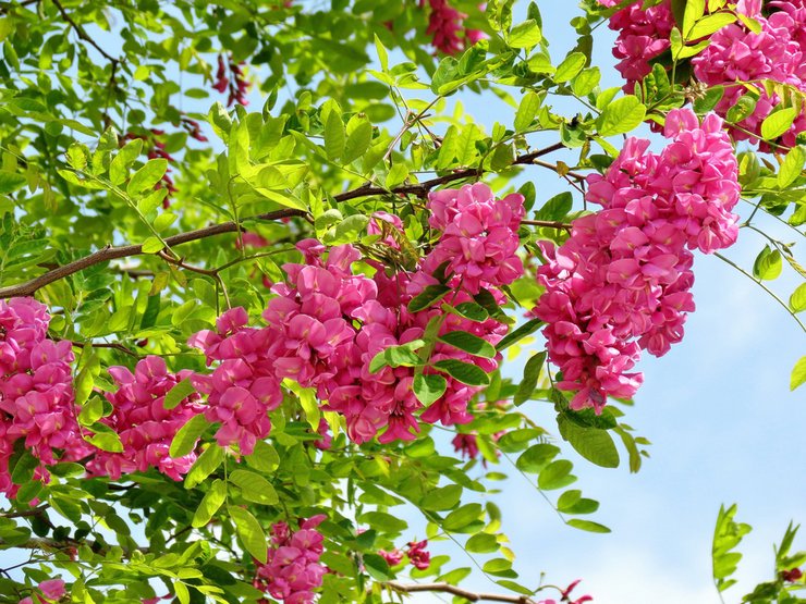 Robinia aux cheveux hérissés