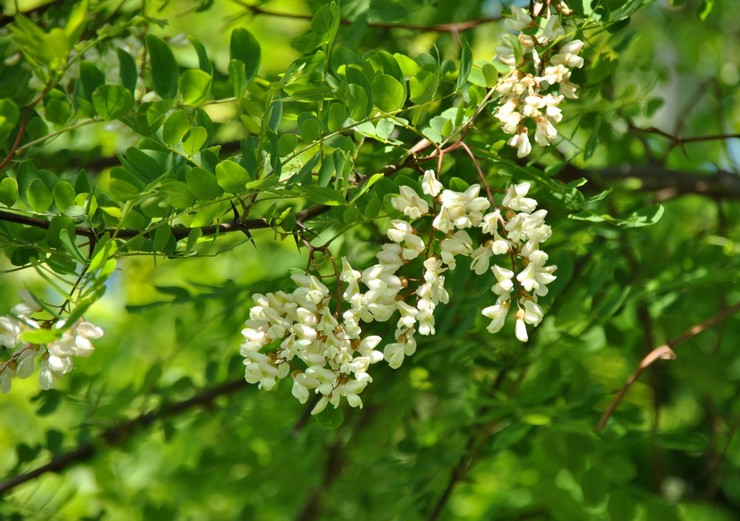 Robinia vulgaris