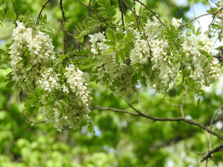 Propriétés de Robinia