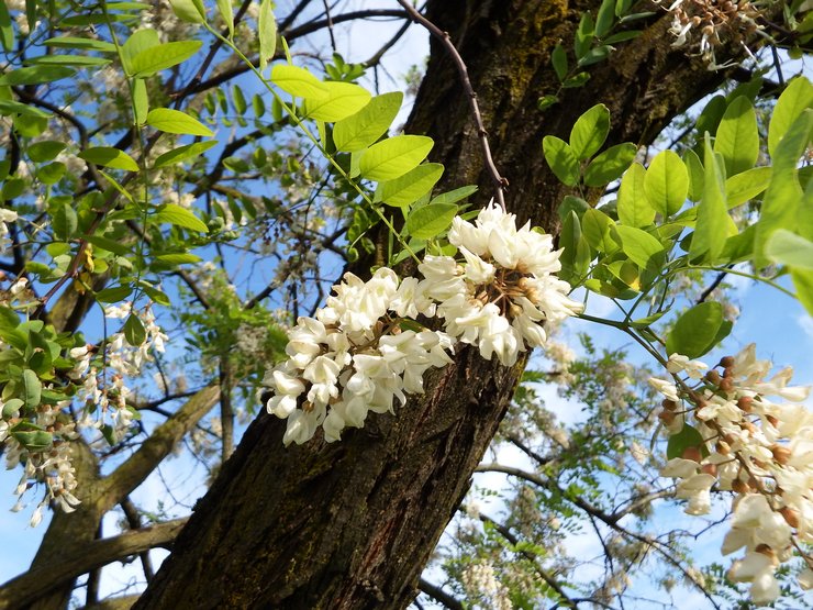 Soins Robinia